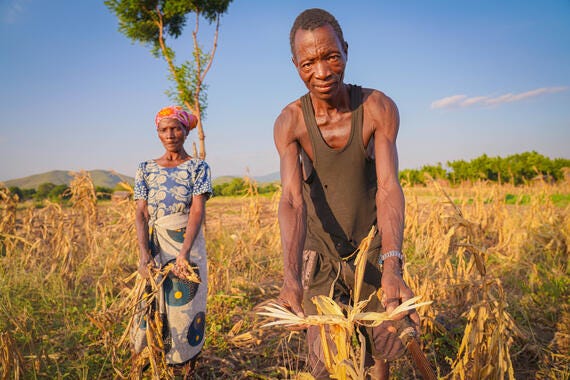 Waison and his wife Maness stand in their drought-affected maize field in Chikwawa District, Malawi. Failed rains linked to El Niño devastated crops and deepened food insecurity for farming families. May 2024. Waison and his wife Maness stand in their drought-affected maize field in Chikwawa District, Malawi. Failed rains linked to El Niño devastated crops and deepened food insecurity for farming families. May 2024.