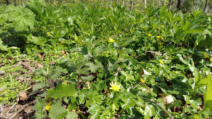 Spring flowers in woodland at Kingston Lacy House, Dorset