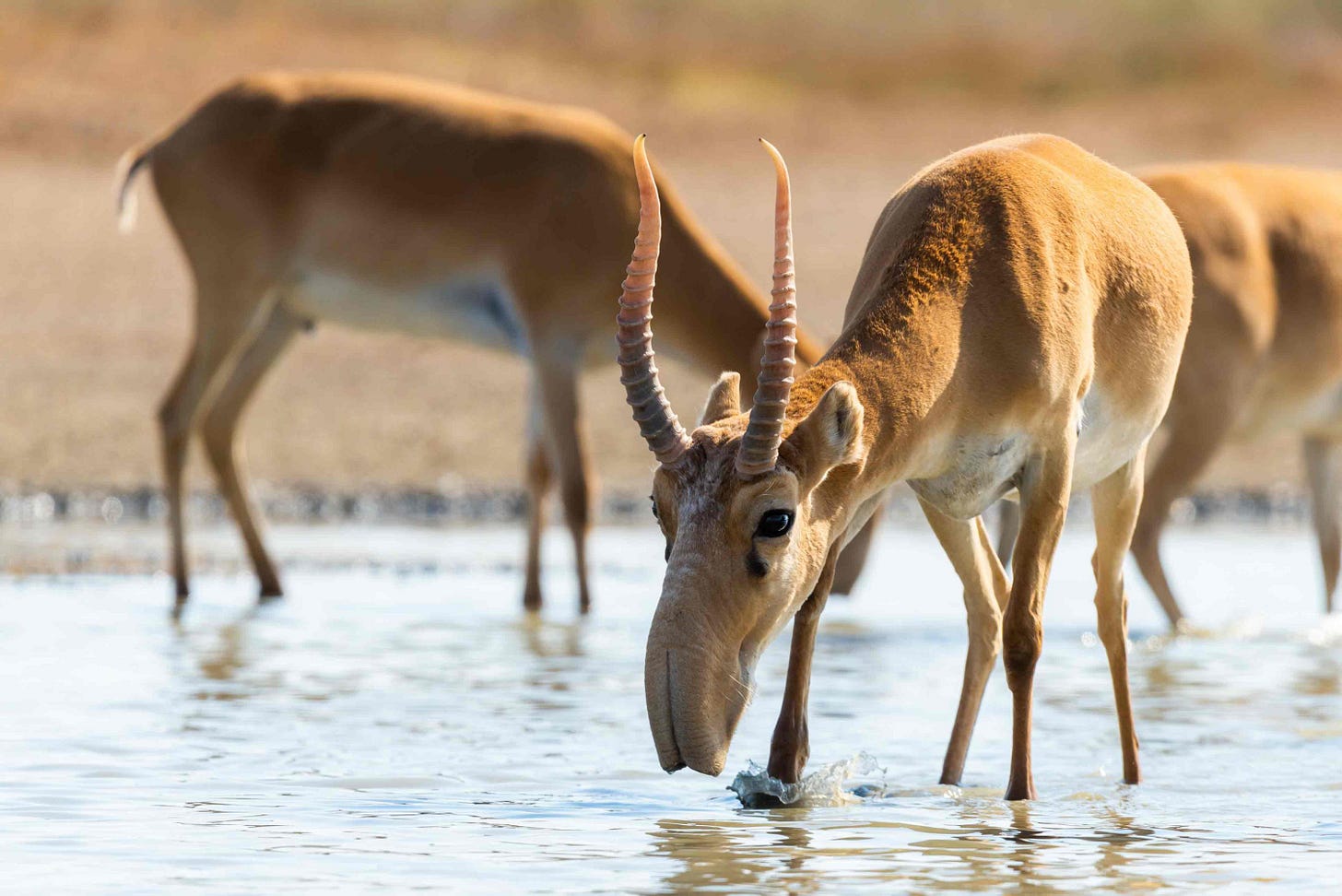 Saiga Antelope Bird Kazakhstan Mulls Endangered Antelope Cull After