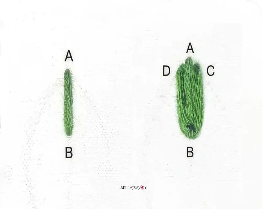 steps to beginning the fly stitch to embroidery a leaf