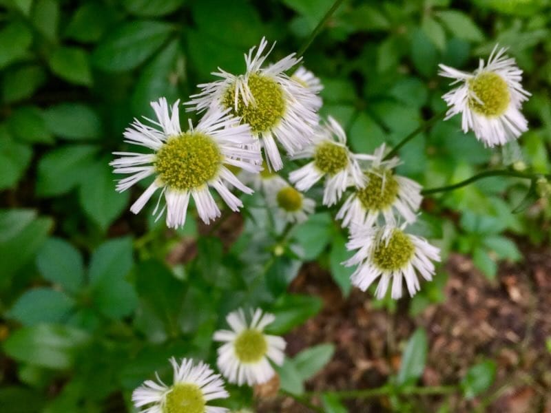Eastern Daisy Fleabane Eastern Daisy Fleabane
