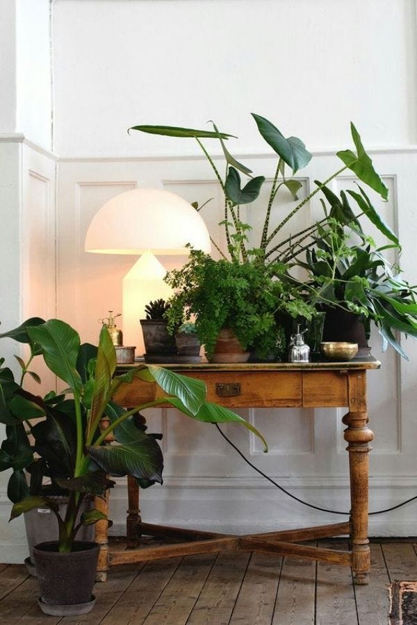 houseplant care featuring indoor plants on an old table indoor plant care. houseplant care featuring indoor plants on an old table indoor plant care.
