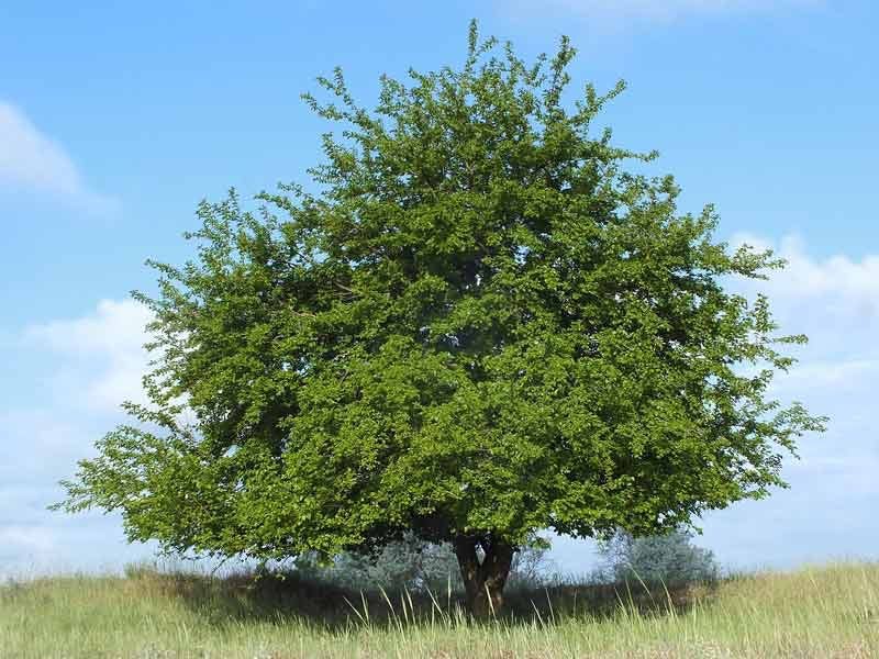 The Mullah's Mulberry Tree