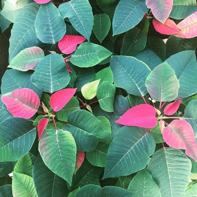 We are surrounded by genetic engineering, including the poinsettias we've come to expect for the holidays We are surrounded by genetic engineering, including the poinsettias we've come to expect for the holidays