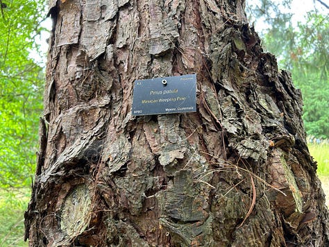 ornamental gardens and trees at Bicton Botanical Gardens