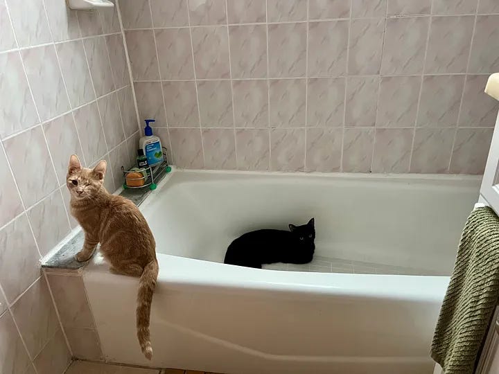 Chester and Sylvester being cute in a bathtub