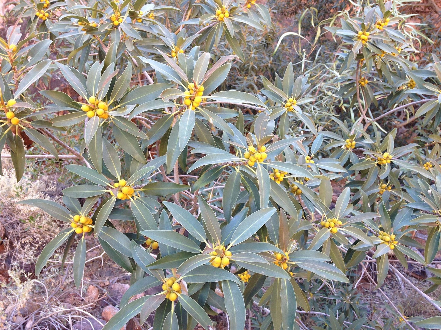 Ficus platypoda [Desert Fig - Leaves & Fruit - ATLAS].jpeg