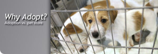 adopting of rescue animals vs pet store 2015 nsala mttg adopting of rescue animals vs pet store 2015 nsala mttg