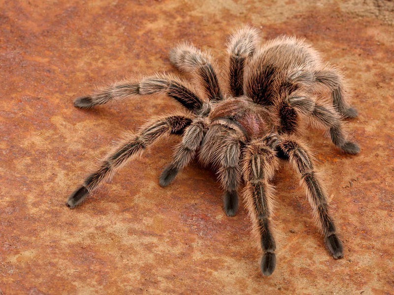 A desert tarantula, the kind that makes you jump when you pull back a shower curtain in the Coachella Valley