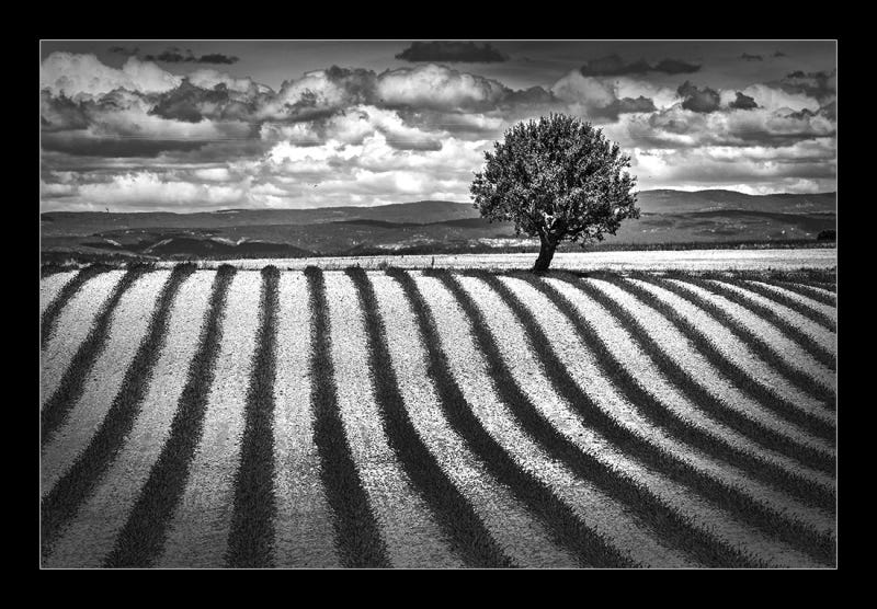 Champs de lavande en Provence, France