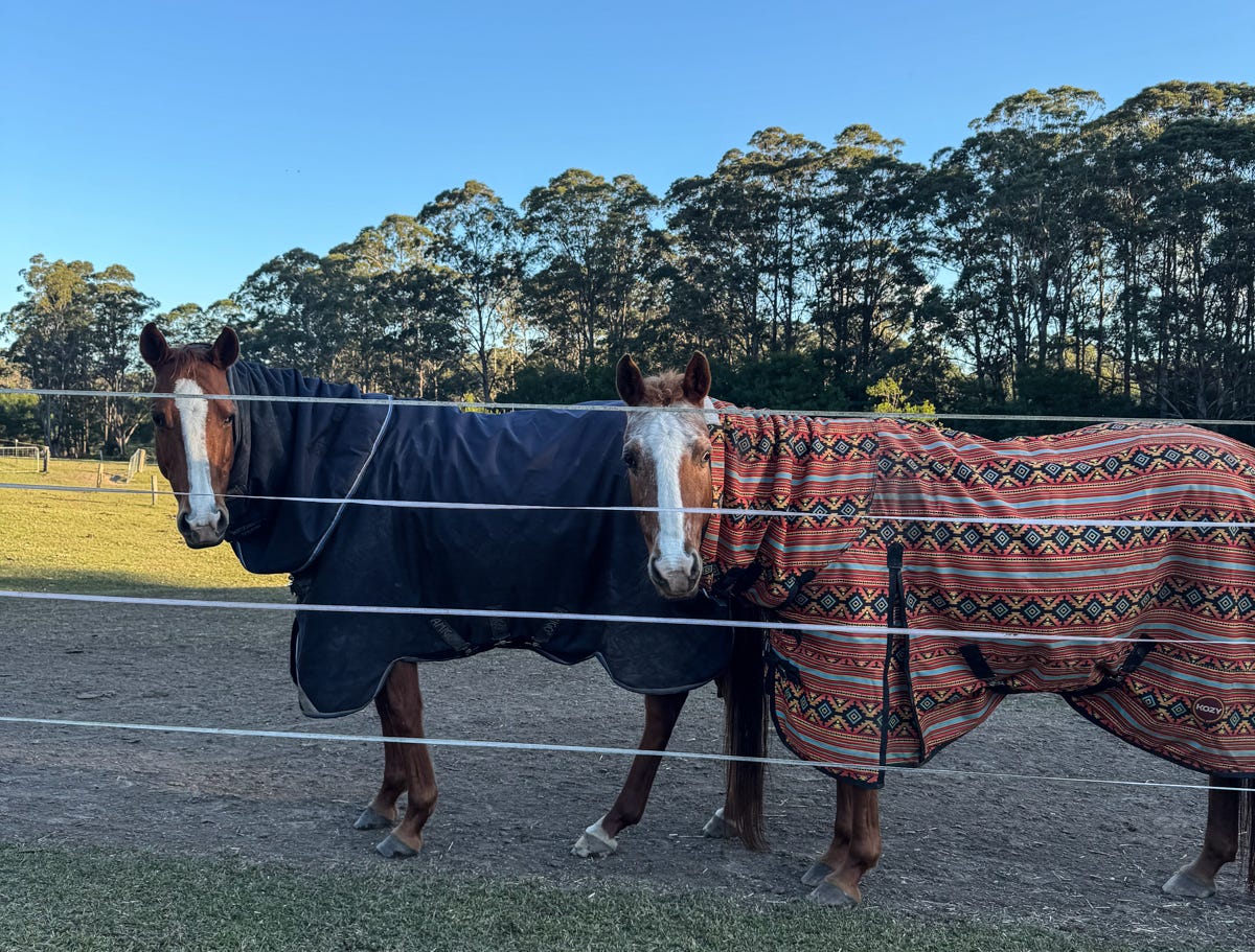 4.Two of Hartley's rescue horses at Bella Cavallo today. During the Black Summer bushfires, she had to remove and find paddocks for 19 horses, a huge undertaking that was achieved in record time by her community; Hartley then went on to help others move their animals out of harm's way. Image by Starre Vartan. 