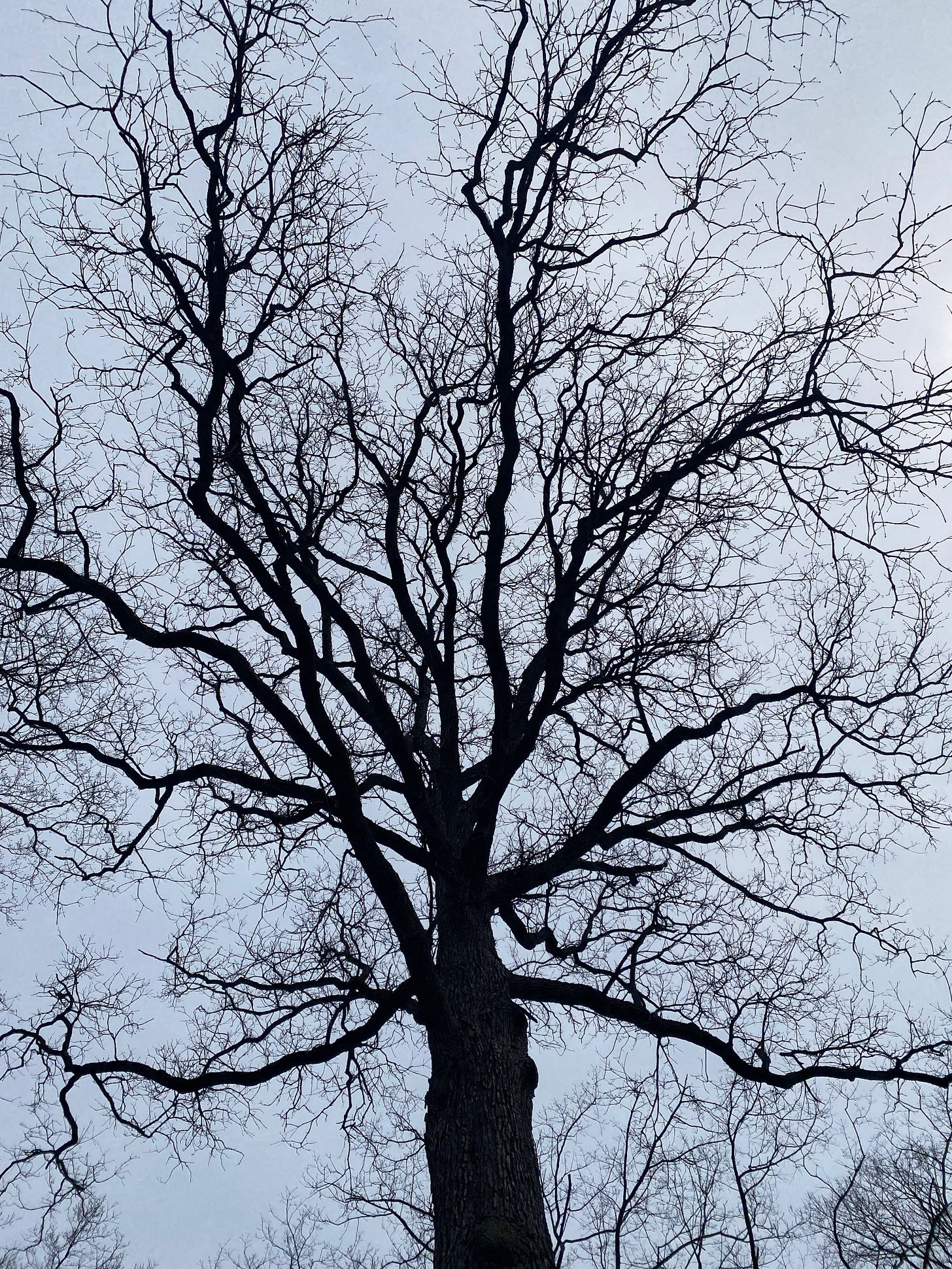 A dark tree against a pale blue sky. It’s leafless branches are full of intricate curls and twists. 