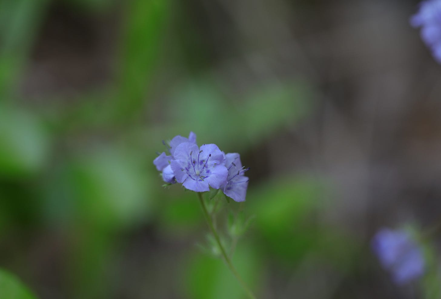 Close-up of purple flowers against a dreamy soft focus green and light brown background with a few soft focus blobs of purple