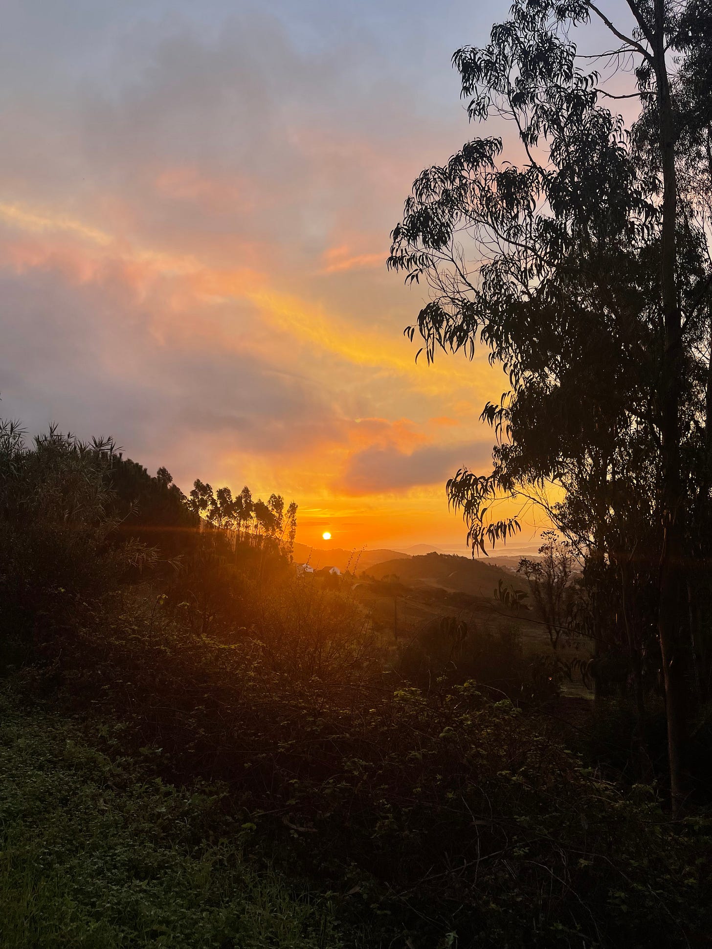 IMG_5549.jpeg
