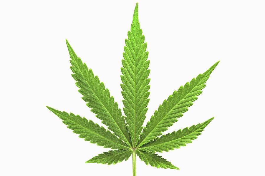 Cannabis Sativa Leaf Photograph by Antonio Romero
