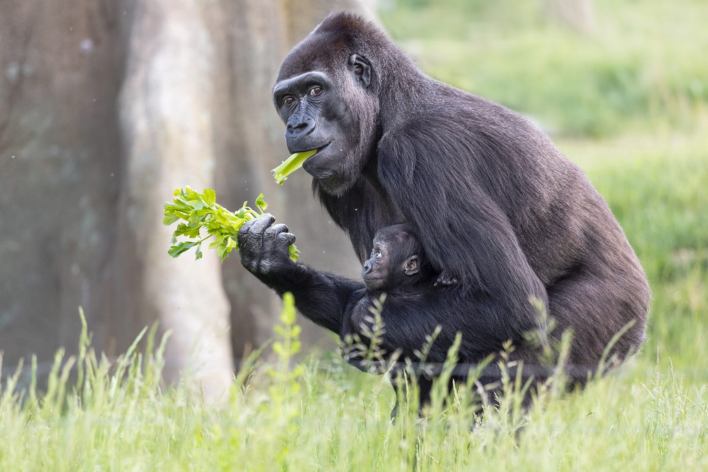 Gorilla-shutterstock_2502497623