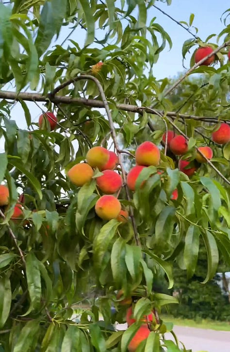 Multiple orange and yellow peaches on a tree, a woven basket of peaches, and yellow and green papayas on a tree.