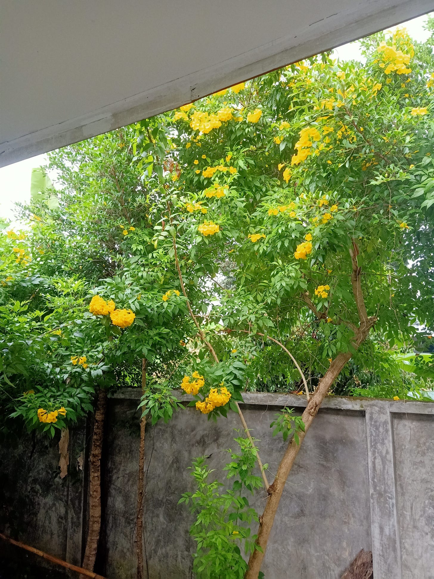 green trees with bright yellow flowers