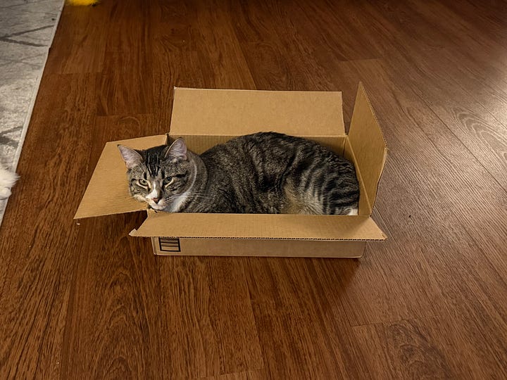 two photos of a gray and white tabby cat and a tuxedo cat sitting in a box