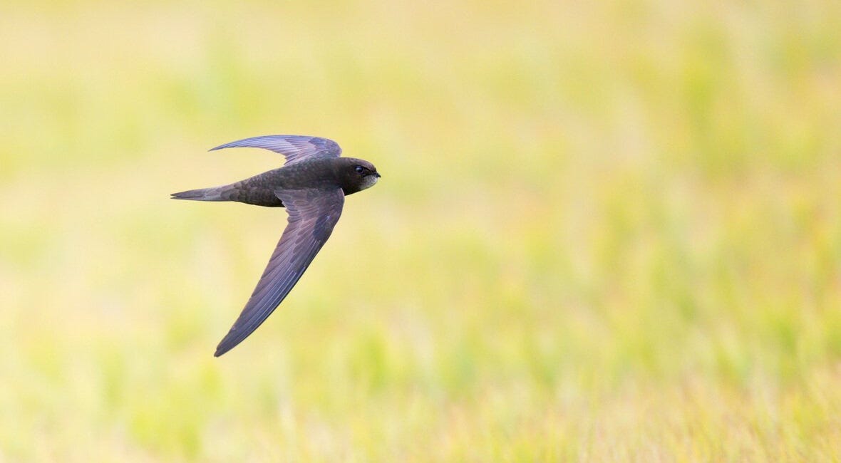 Swift Departures