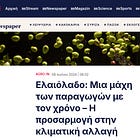 Η παραγωγή ελαιόλαδου επανέρχεται στο φυσιολογικό