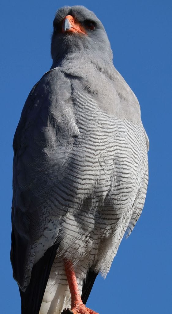 Pale chanting goshawk