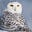 WhiteOwl's avatar