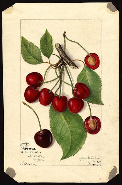 Illustration of cherries by Amanda Almira Newton
