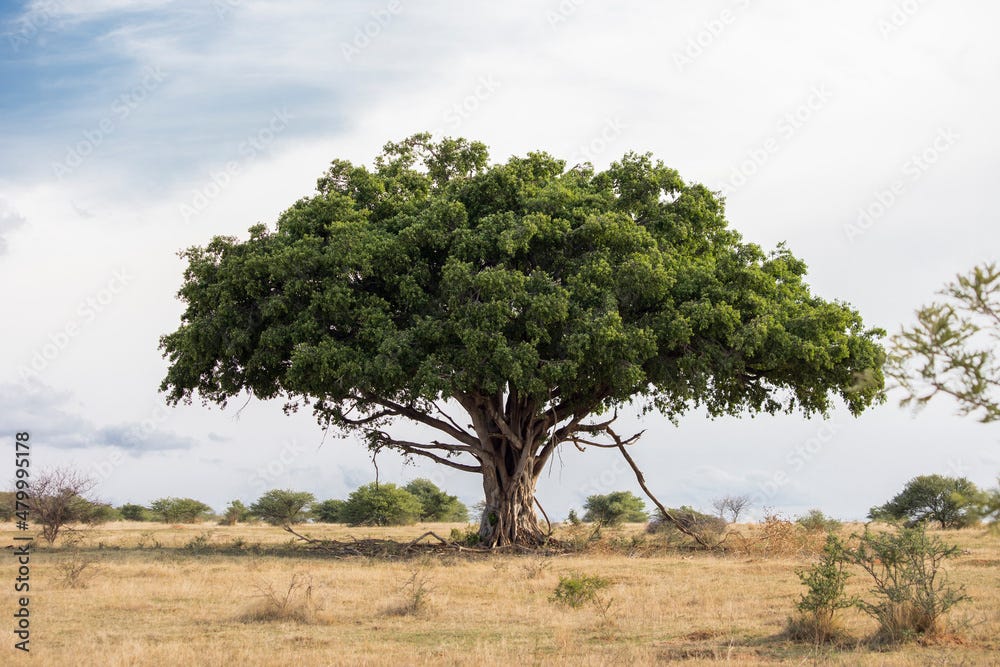 An old large Wild fig tree standing tall in the Savannah grassland Stock Photo | Adobe Stock An old large Wild fig tree standing tall in the Savannah grassland Stock Photo | Adobe Stock