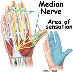 Median Nerve - Mississauga Pain Clinic