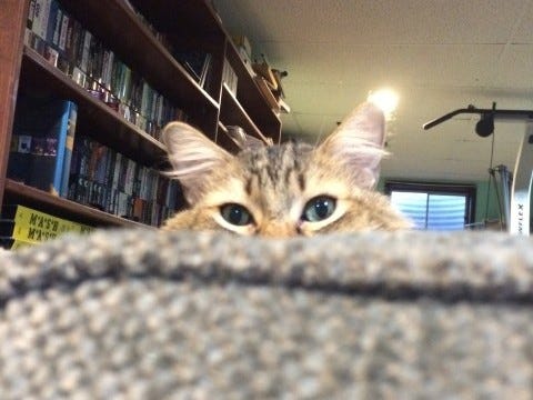 Chase_Eyes_Alarm_Clock_Cat Chase_Eyes_Alarm_Clock_Cat