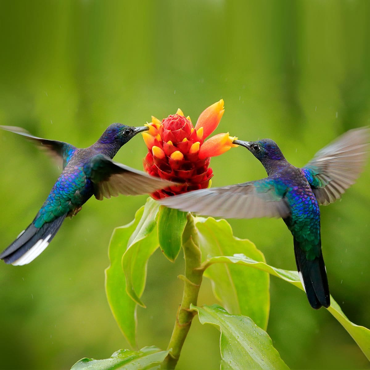 NATIONAL HUMMINGBIRD DAY - September 2, 2023 - National Today