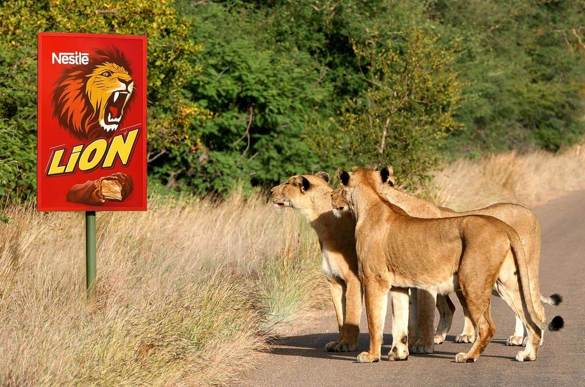 Photograph of lions staring at Lion Bar (confectionary) sign