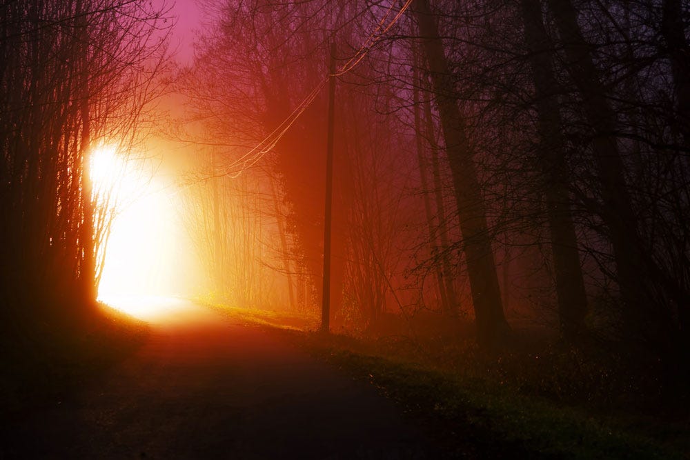 Forest Pause 