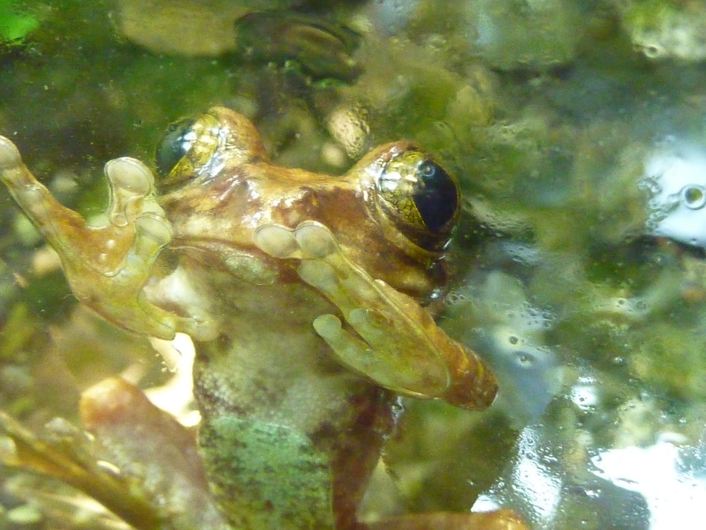 a peacock frog looking through glass