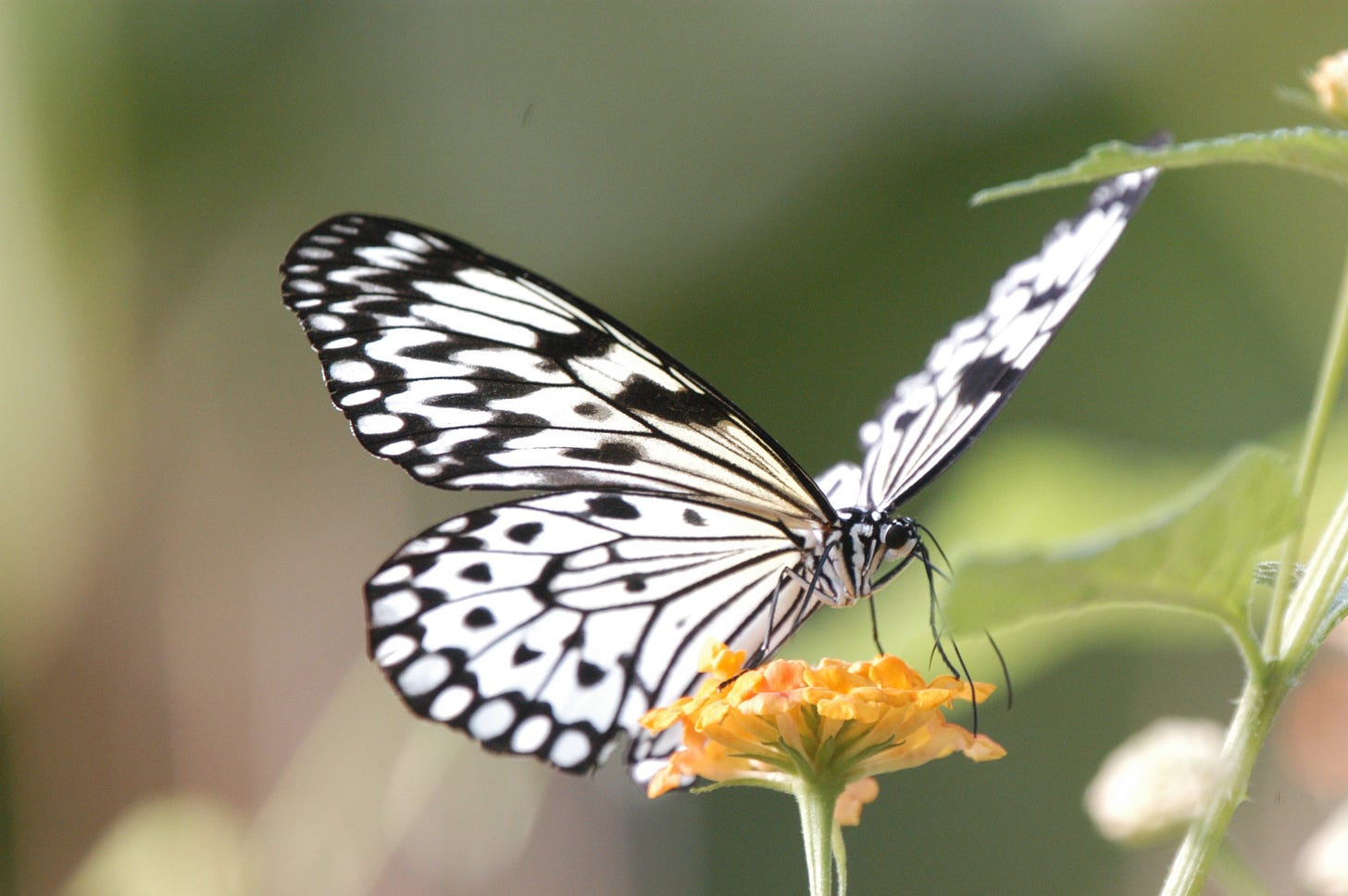 File:Idea leuconoe (Paper Kite) in the Cambridge Butterfly Conservatory.jpg  - Wikimedia Commons