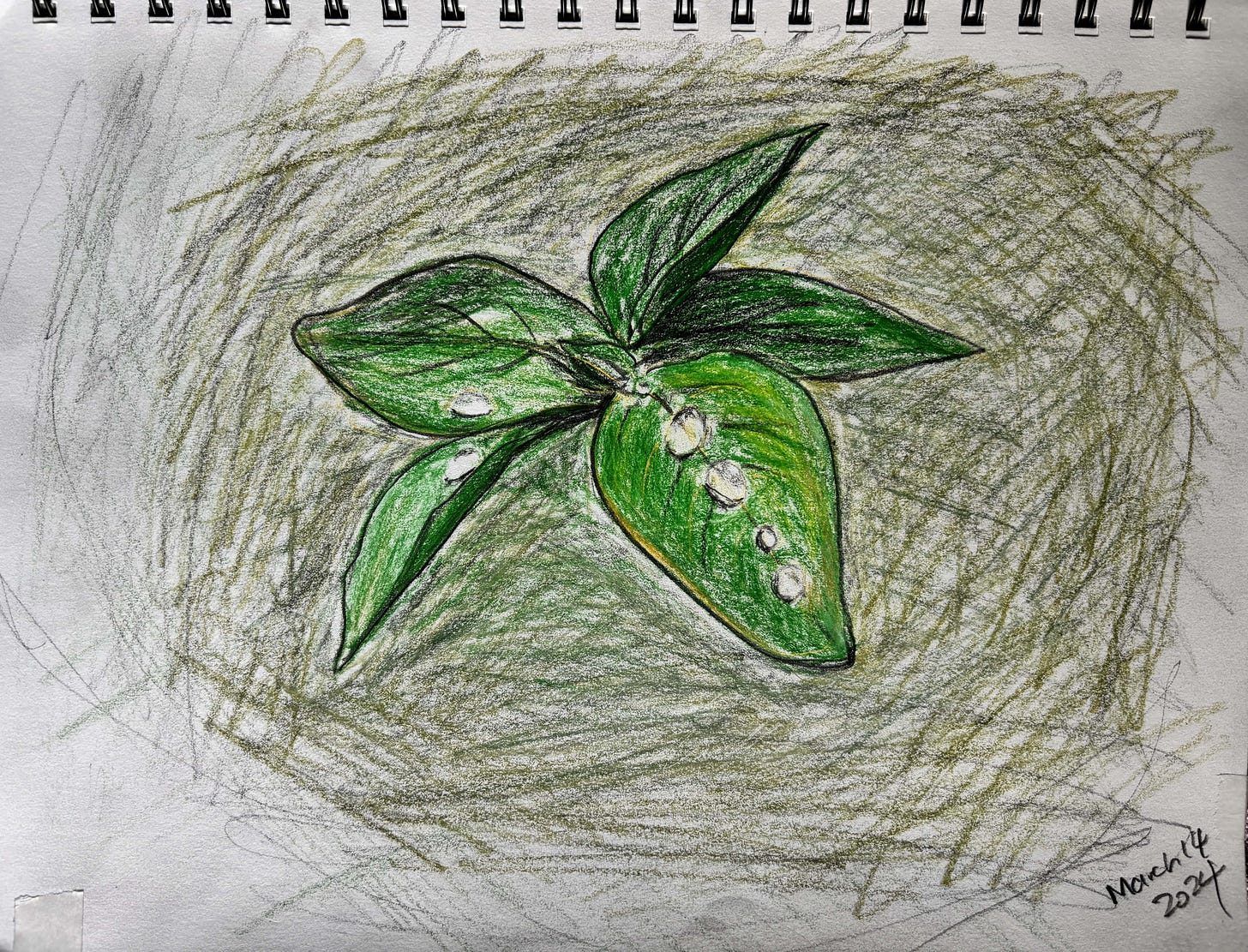 pencil crayon drawing of leaves