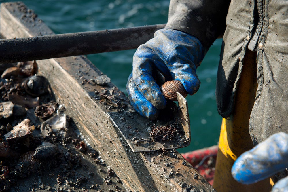 A closeup of an aquaculturist in gloves holding a small bivalve, possibly a clam.