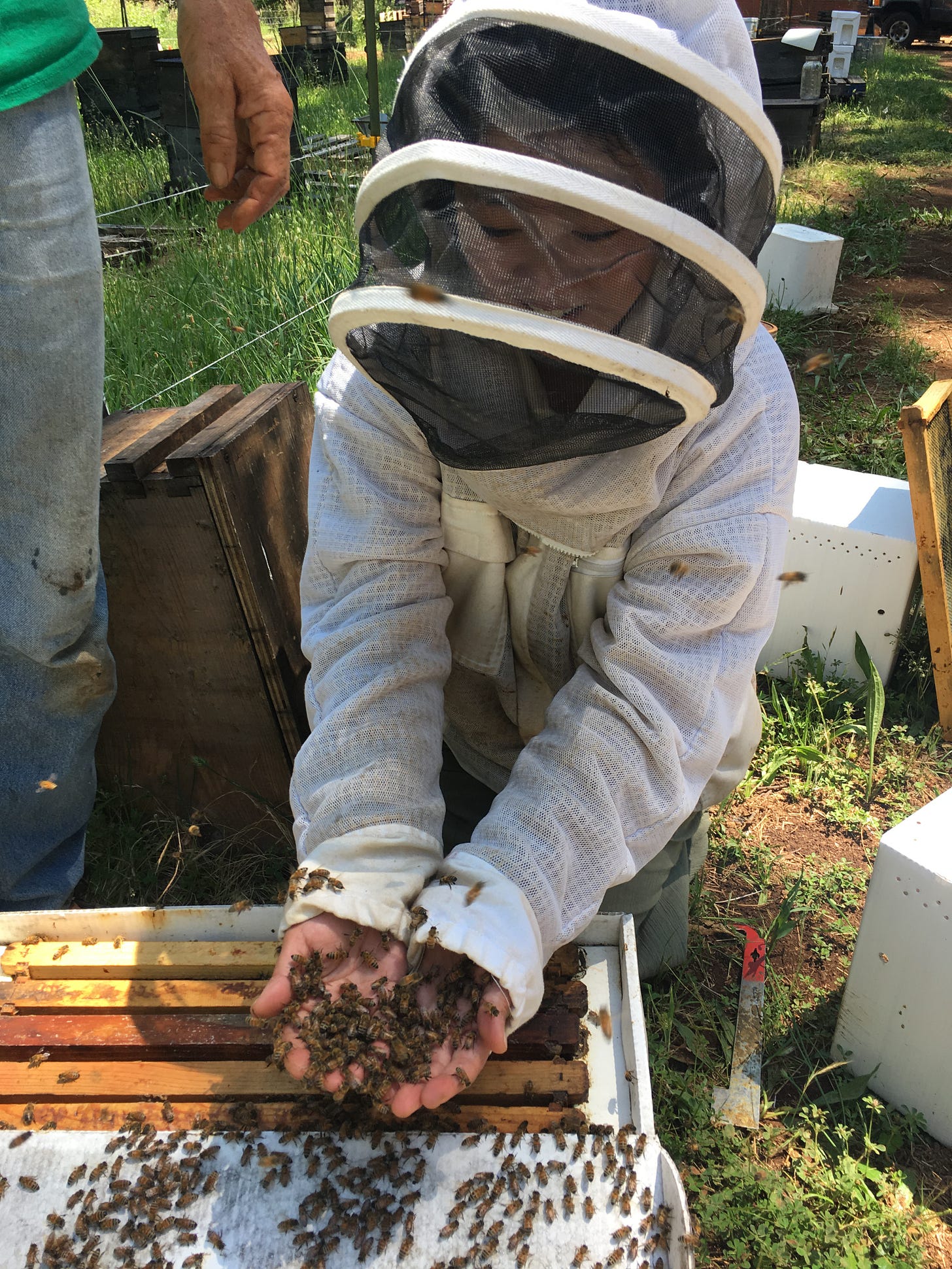 picture of me in a bee jacket with veil, with my face obscured but obviously filled with joy. i am barehanded holding bees above a nucleus colony of bees in an apiary in Grass Valley next to Randy Oliver