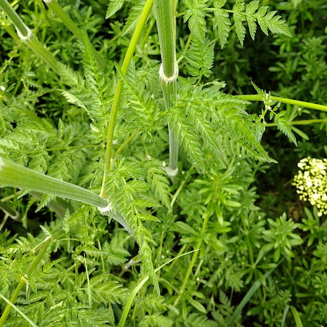 Cow parsley, frothy white flowers. Shown growing in hedgerows, and with a close up of the stem showing the ribbed structure.