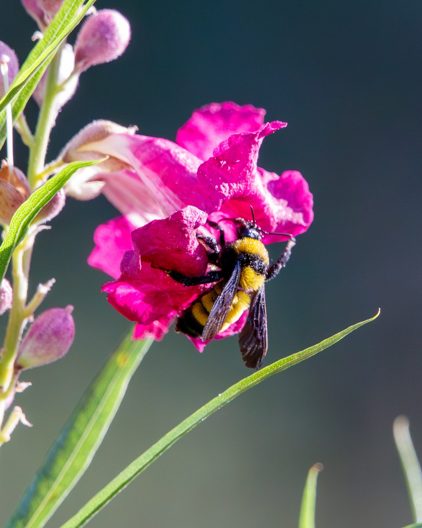Yellow and black bumblebee on a pink flowers