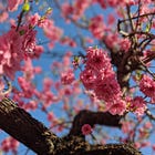 The birds, they keep singing