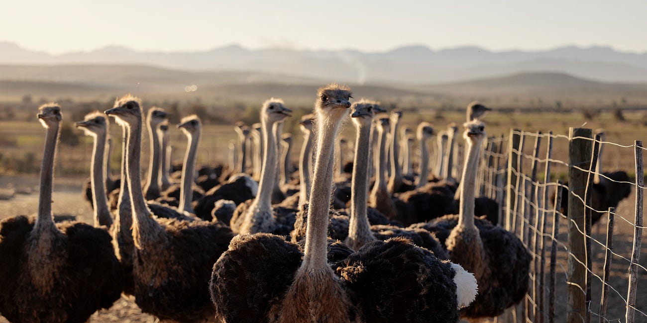 Orwell Watch: The Great Canadian "Ostrich Cull"