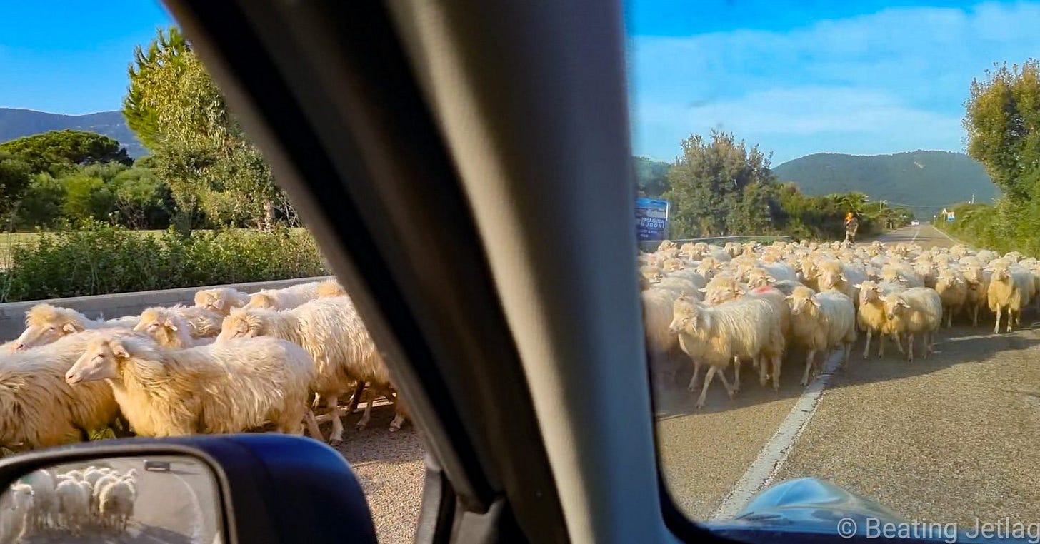 Encountering some sheep on the road in Sardinia, Italy