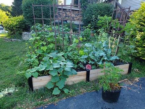Overflowing garden boxes; the right angles of dahlias, pink sugar snap pea flowers with blurry people in the background; a ladybug on milkweed that's about to bloom
