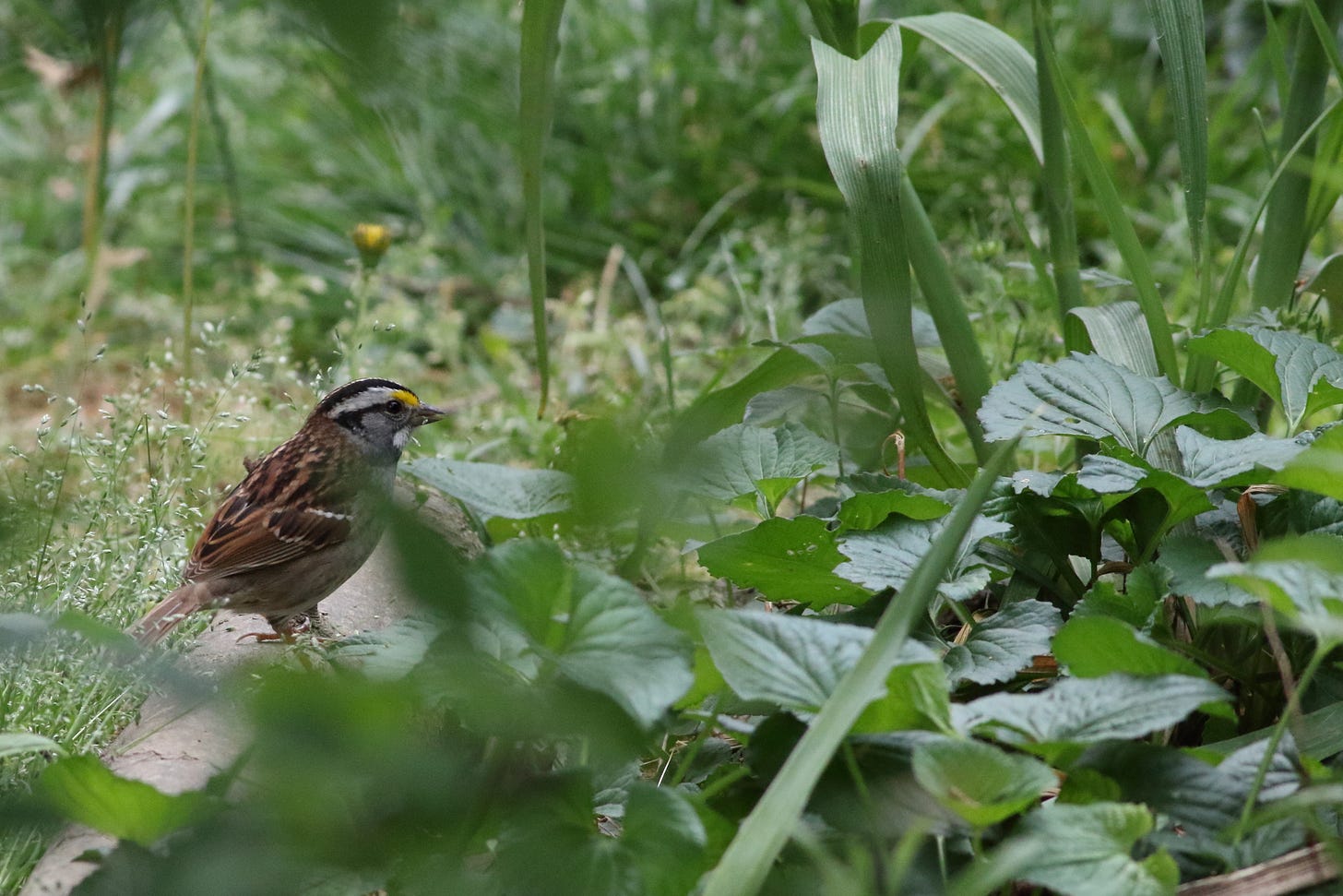 From a low, ground-level perspective, a white-throated sparrow stands in profile in the midground of a lush garden. The sparrow looks toward the right, where a partially open yellow dandelion in the background aligns with the brilliant yellow patches on the bird's lores. Broad, heart-shaped violet leaves blur in the immediate foreground, while a mix of grasses and garden stems creates a soft-focus backdrop. The sparrow's crisp dark brown-and-white crown stripes and white throat patch stand out clearly against the surrounding greenery. The sparrow's wings are soft stripes of a warm, medium brown and the same dark, espresso brown of the crown stripes.