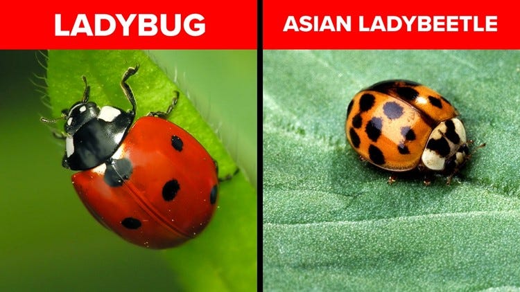 Ladybugs in your home? It's likely the 'Halloween beetle' | wbir.com