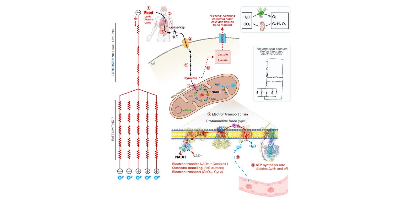 How Resistance to Energy Flow Shapes Life