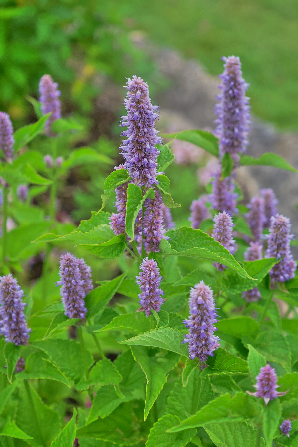 anise hyssop plants