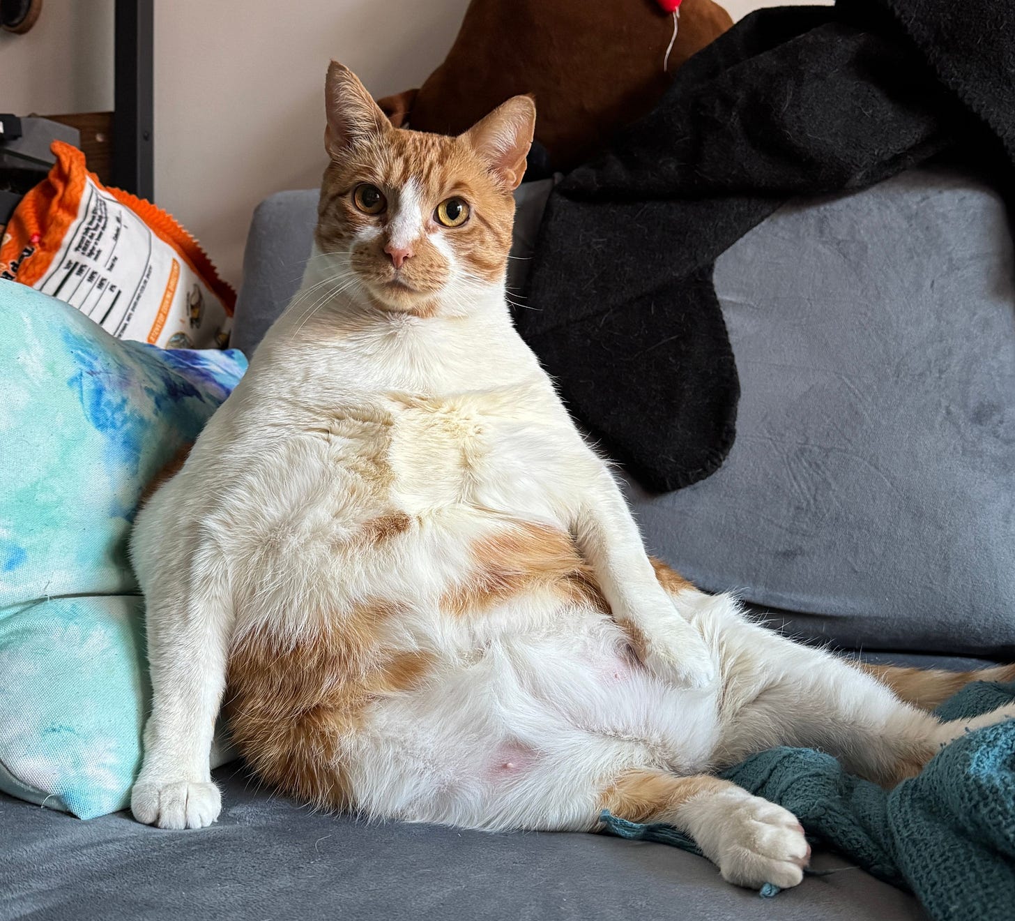 Tucker is propped up on his butt, leaning his back against the pillows in the other corner of the couch. He is looking toward us with large orange eyes. His white belly is on full display. Tucker is propped up on his butt, leaning his back against the pillows in the other corner of the couch. He is looking toward us with large orange eyes. His white belly is on full display.